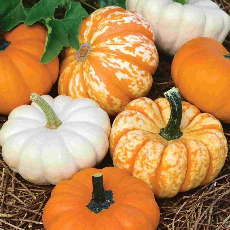 Pumpkins, Grown