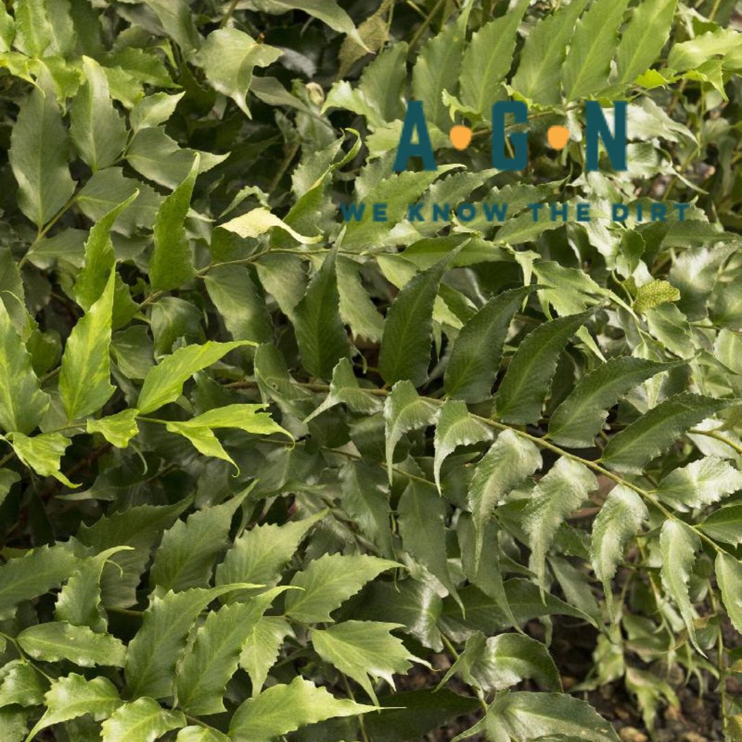 Japanese Holly Fern