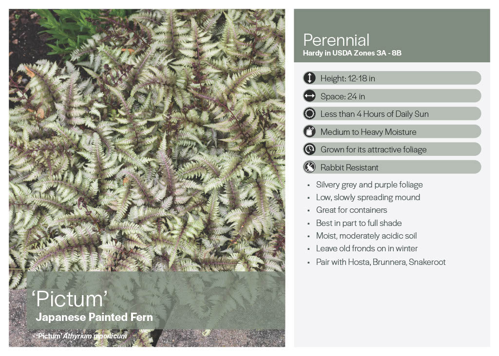 Japanese Painted Fern (Pictum)