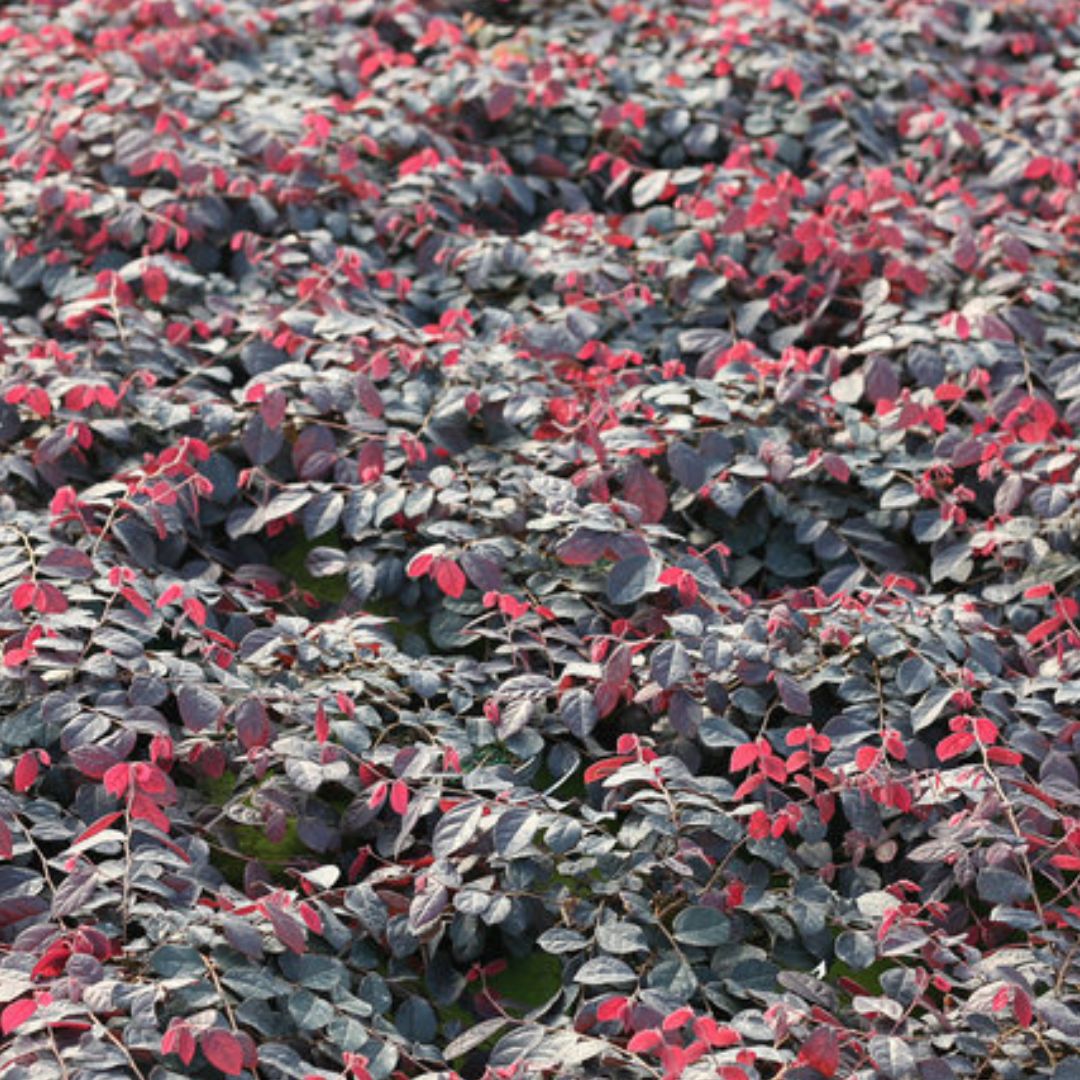 Jazz Hands Loropetalum