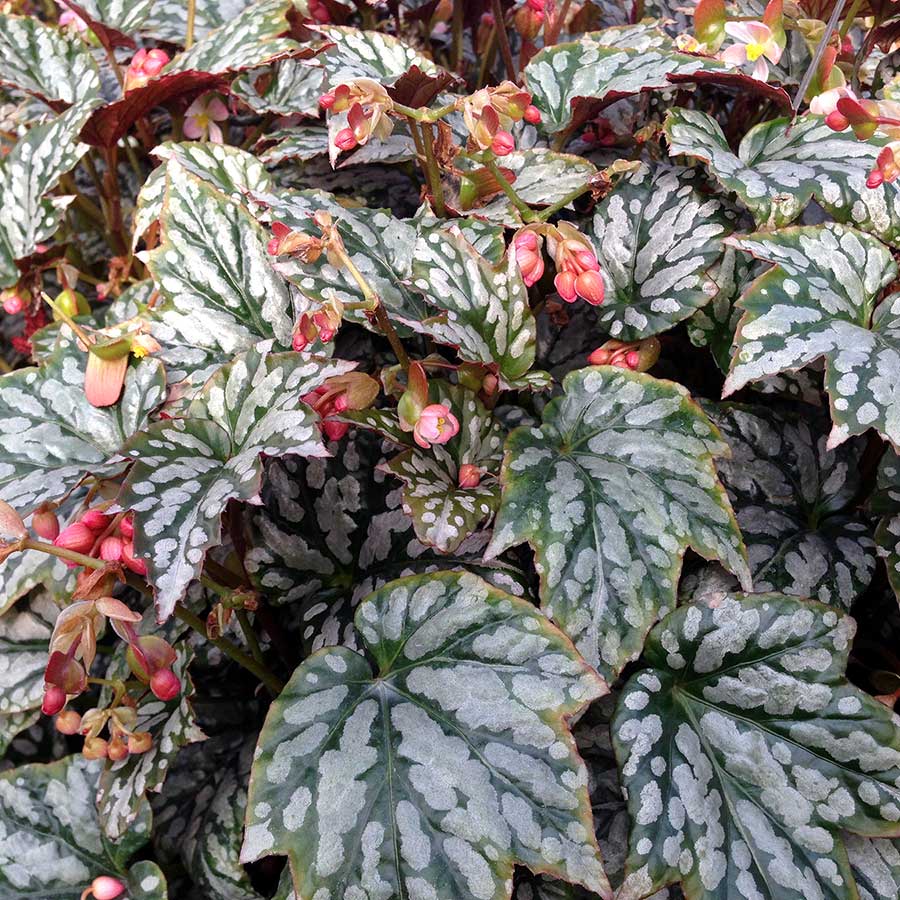 Holiday Jolly Holly Begonia