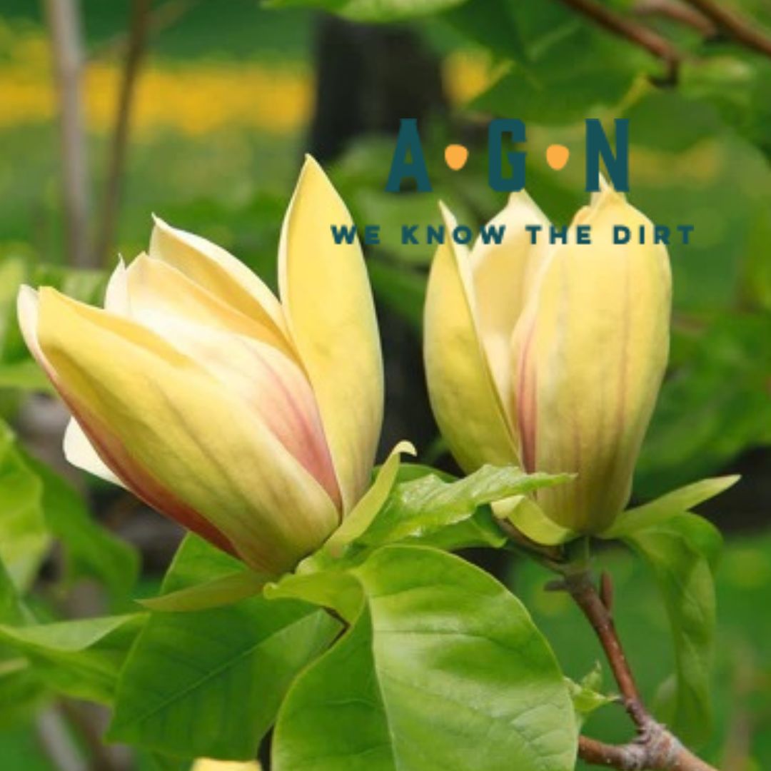 Judy Zuk Magnolia Tree