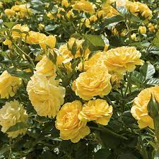 Julia Child Rose Bush