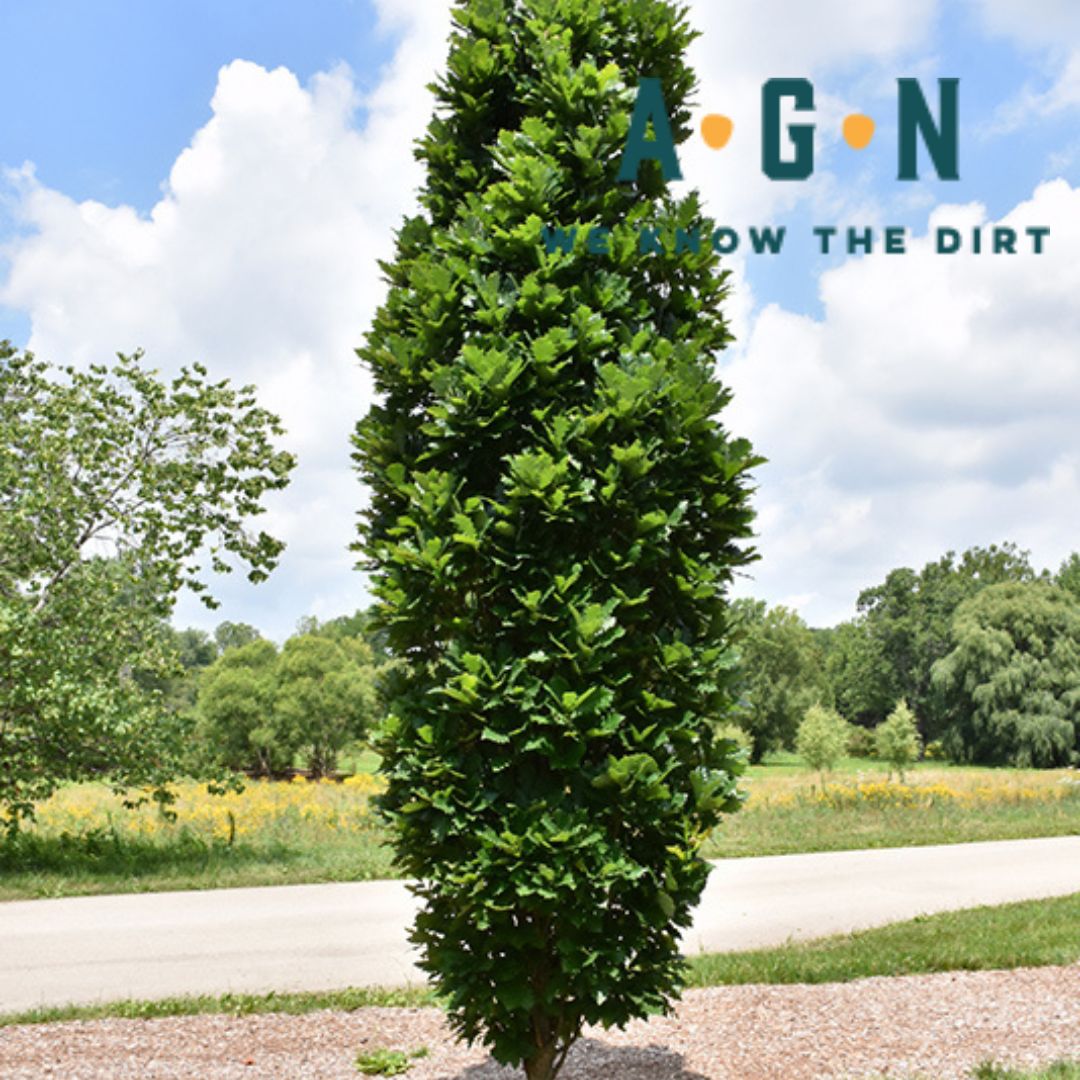 Kindred Spirit Oak Tree