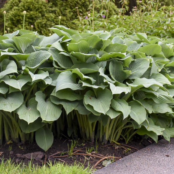 Krossa Regal Hosta