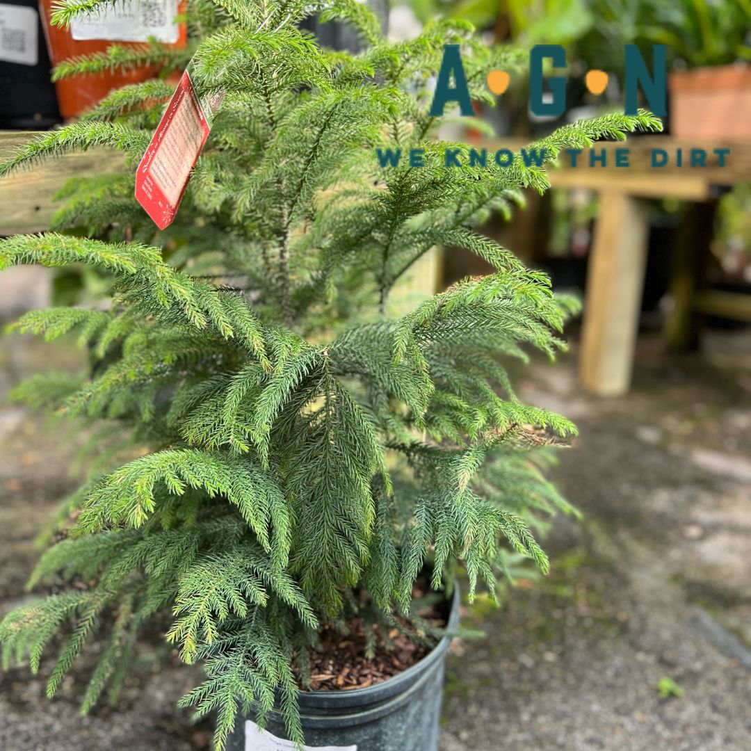 Norfolk Island Pine Houseplant