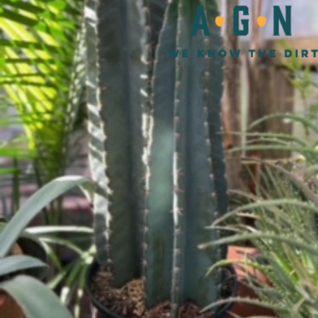 Peruvian Cactus