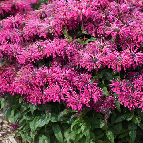 Leading Lady Razzberry Bee Balm