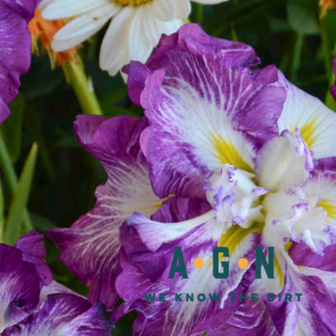 Lion King Iris | America's Gardens Nursery