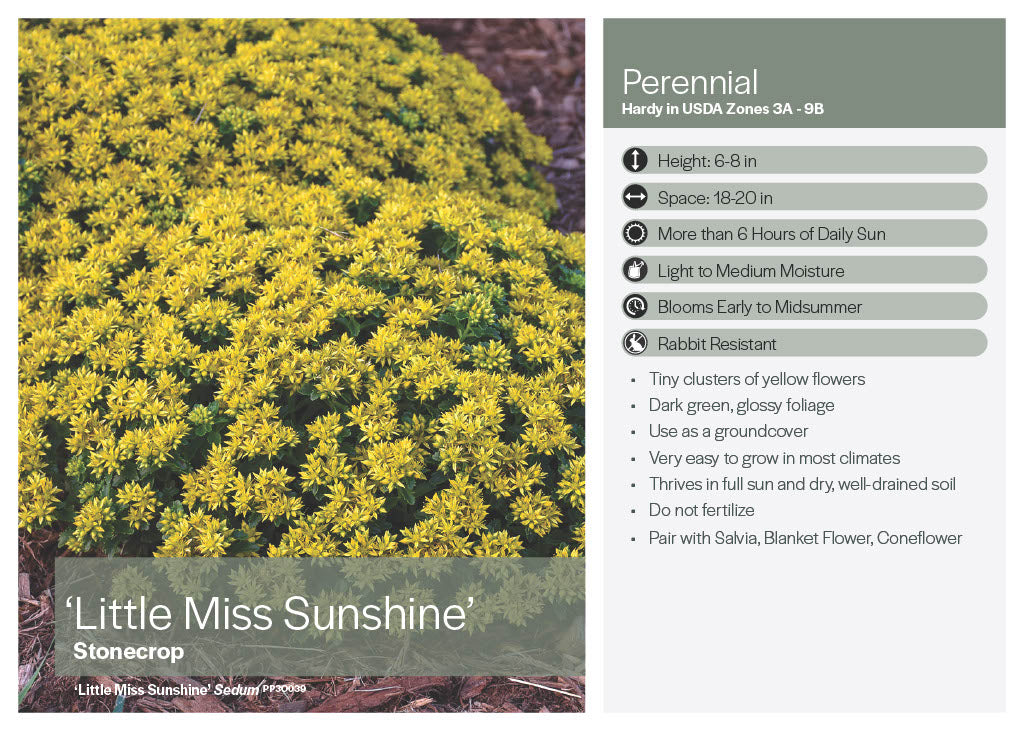 Little Miss Sunshine Sedum