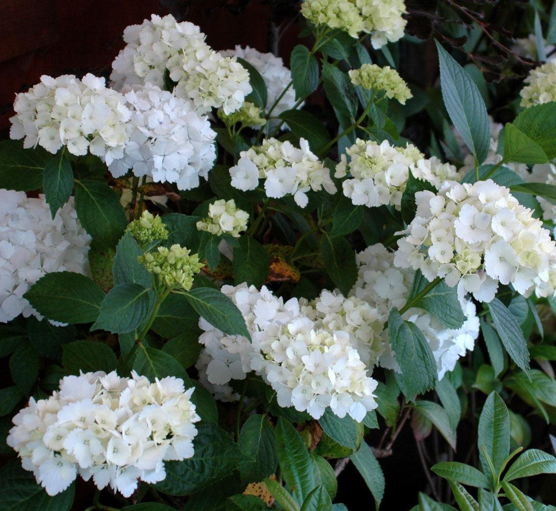 Madame Emile Mouillere Hydrangea
