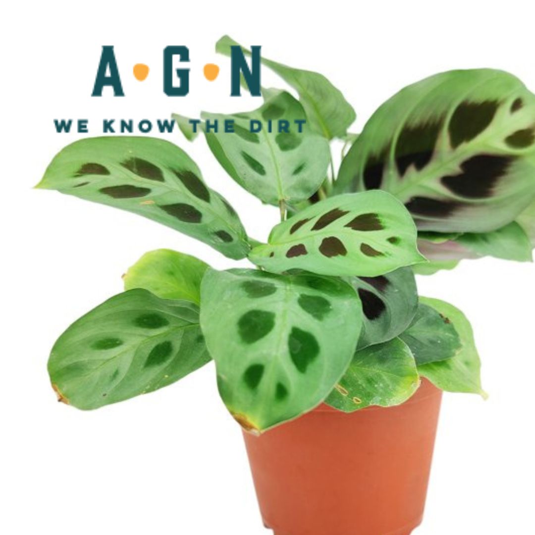 Maranta Prayer Plant