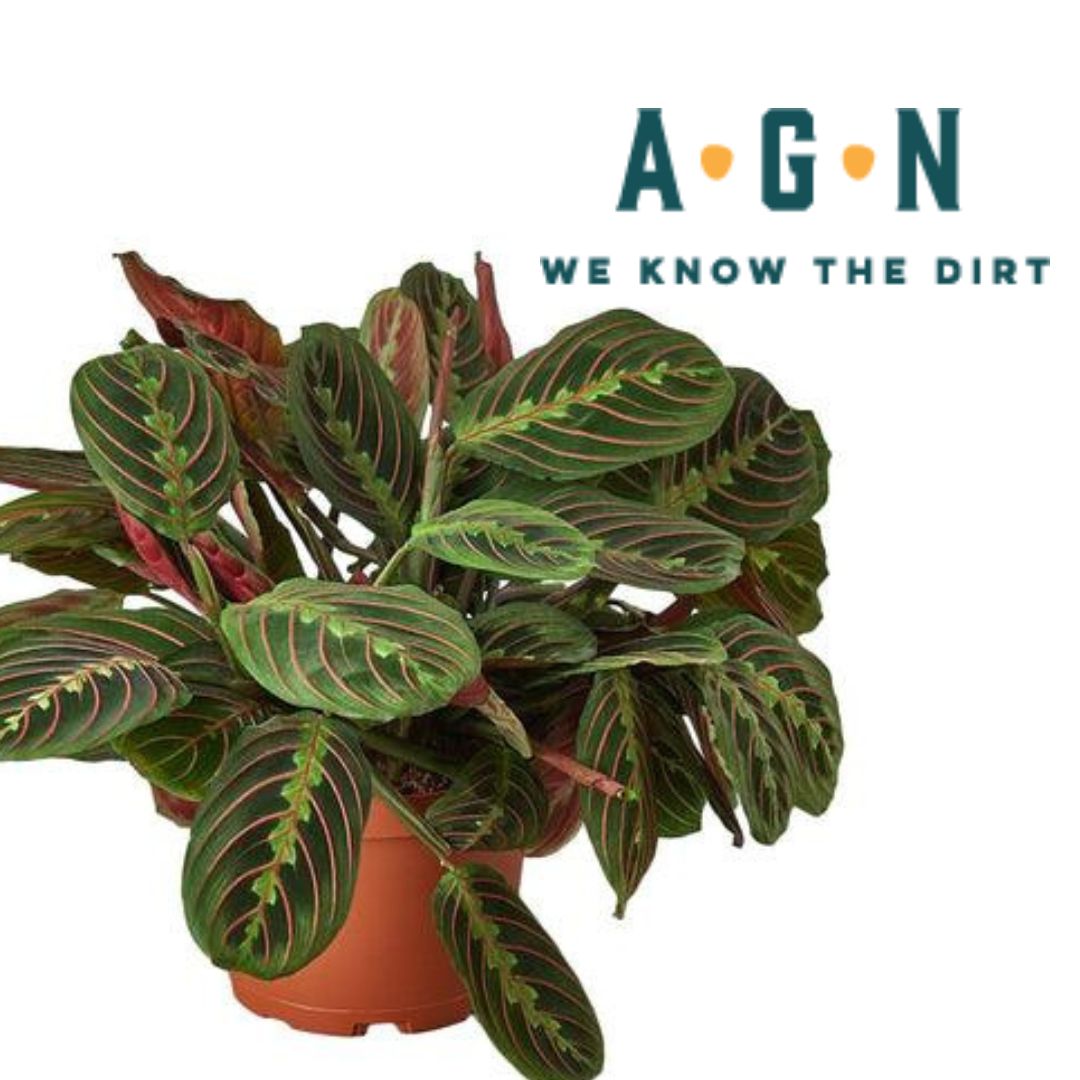 Maranta Prayer Plant