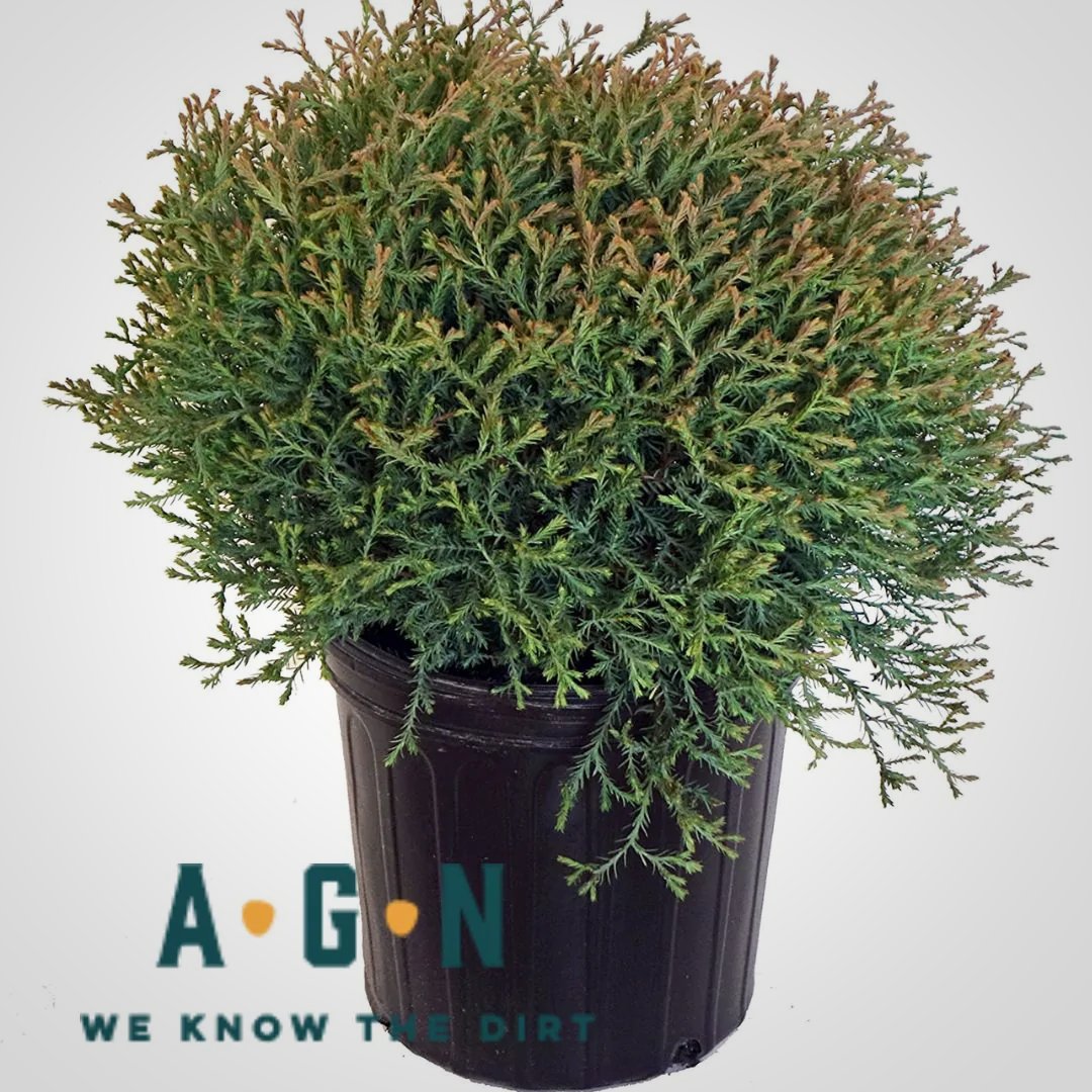 Mr Bowling Ball Arborvitae