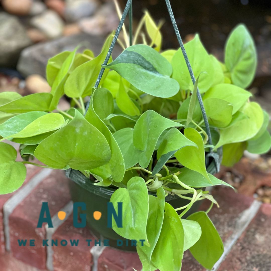 Neon Pothos