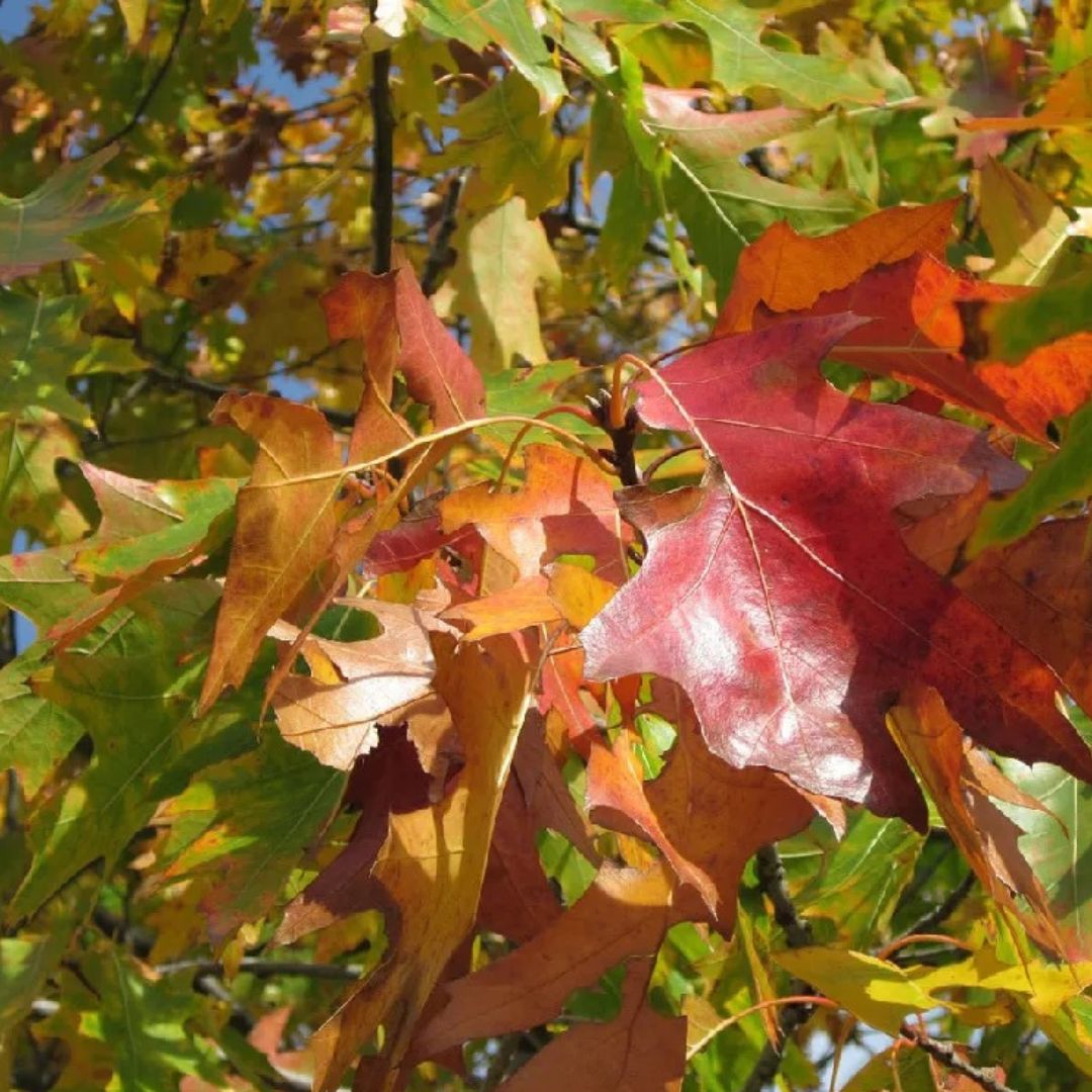 Northern Red Oak Tree