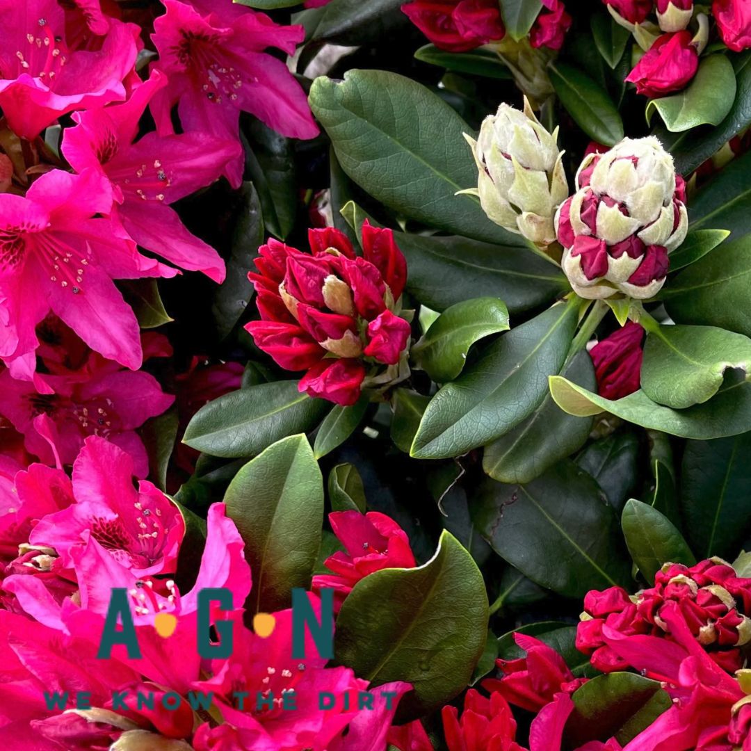 Nova Zembla Rhododendron