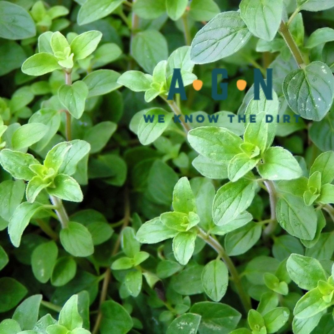 Italian Oregano