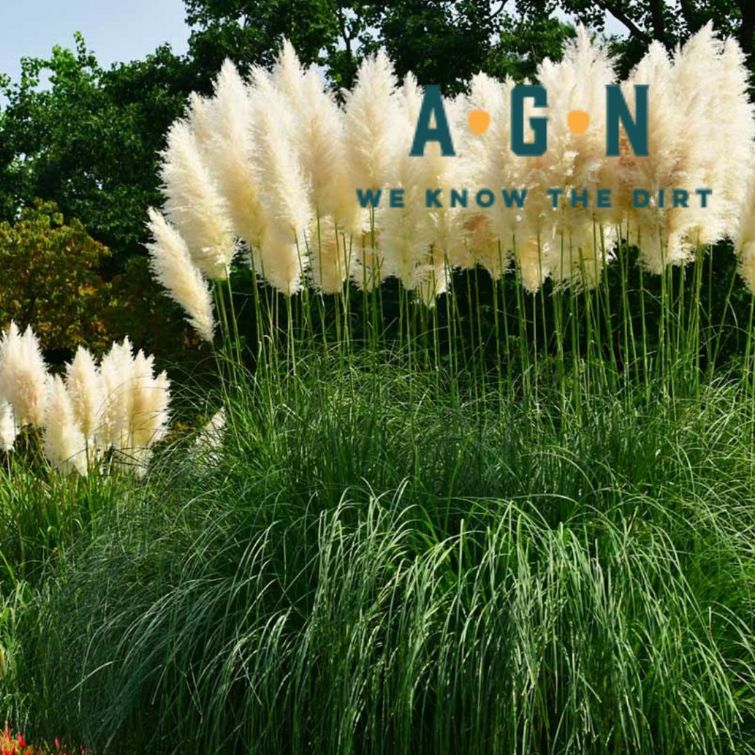 Pampas Fountain Grass