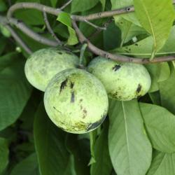 Paw Paw Tree