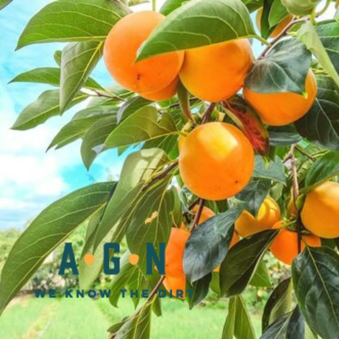 Native Persimmon Tree