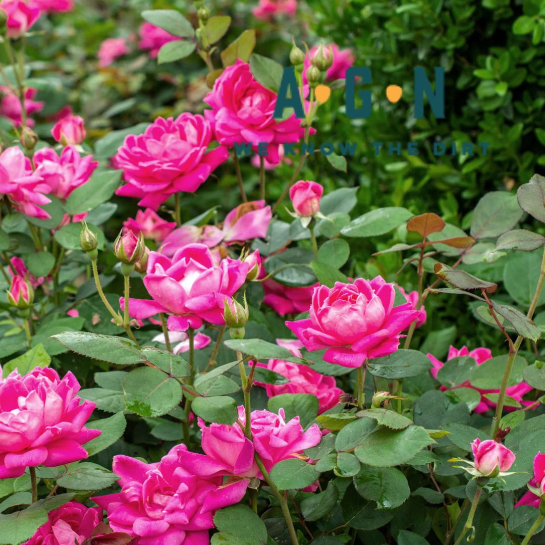 Knockout Rose Bushes
