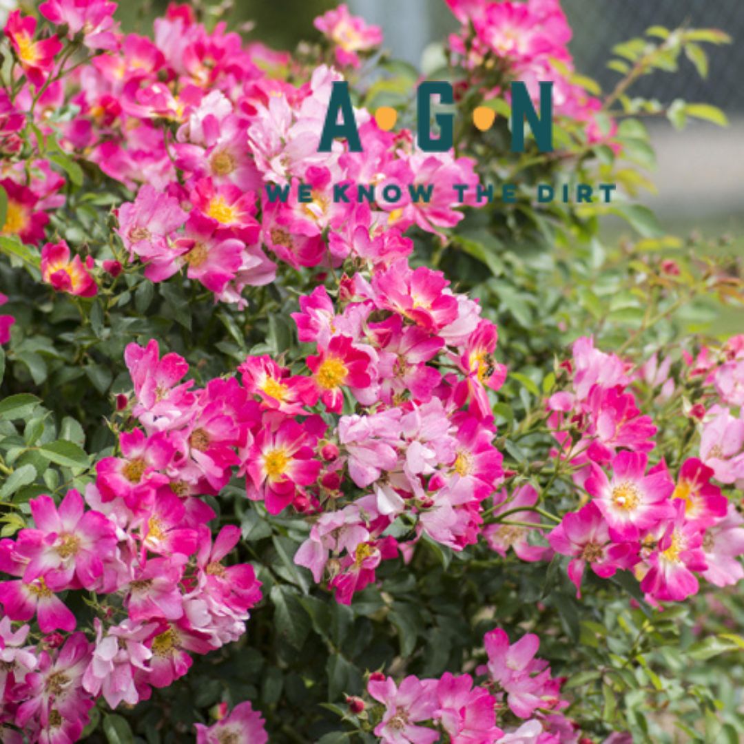 Drift Rose Bushes