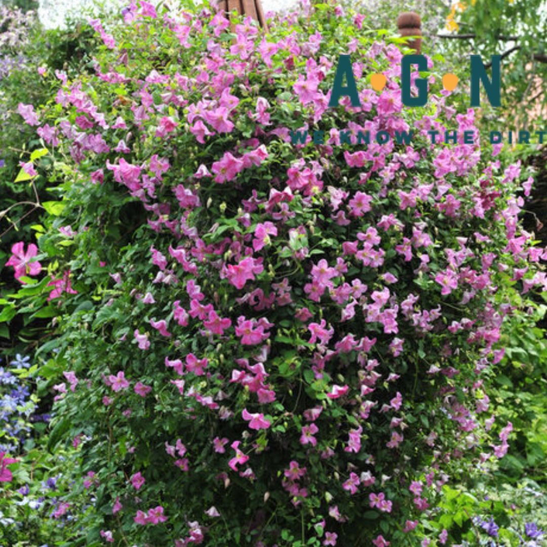 Clematis, Pink Mink