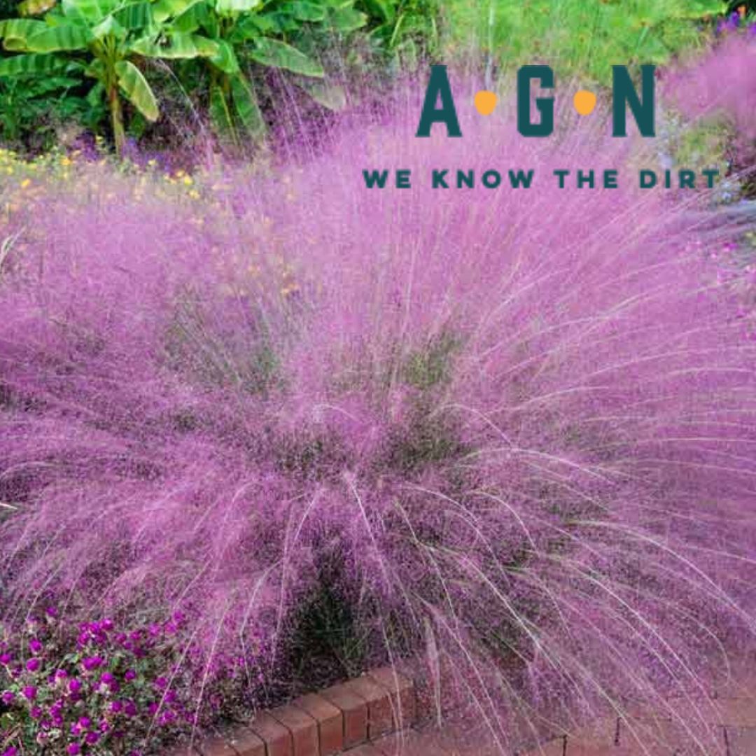 Pink Muhly Grass