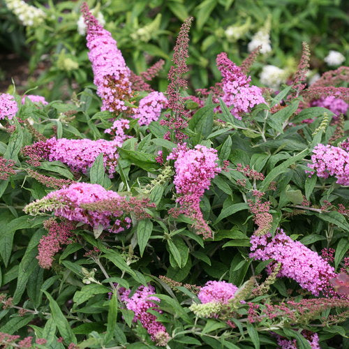 Pink Pugster Butterfly Bush
