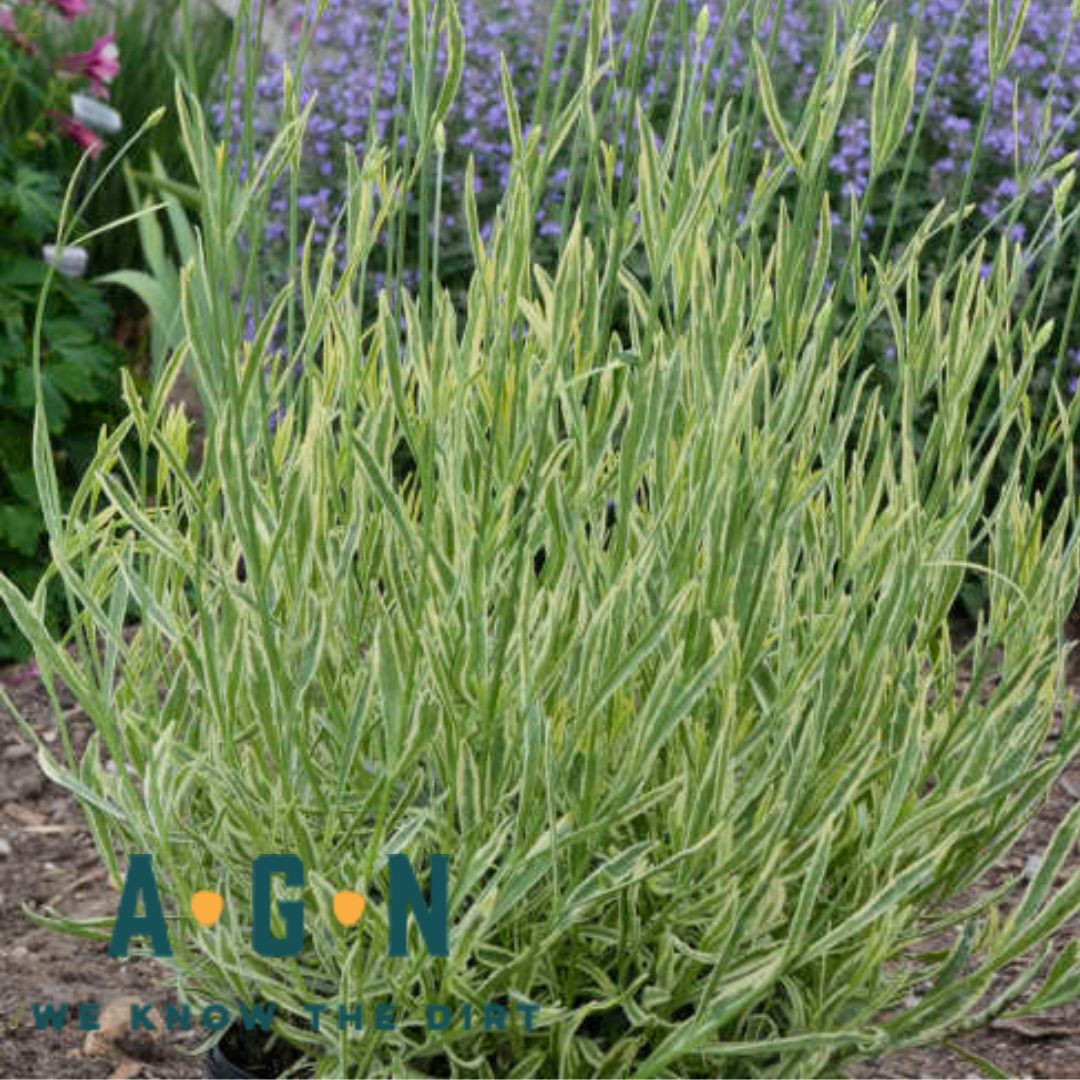 Platinum Lavender
