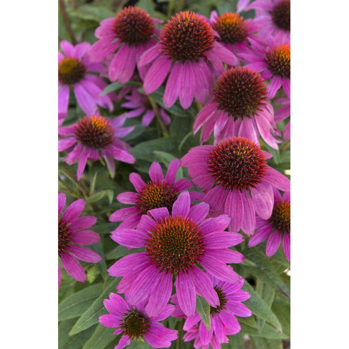 PowWow Wild Berry Echinacea