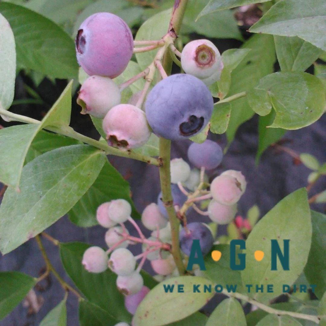 Powderblue Rabbiteye Blueberry