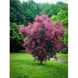 Purple Smoke Tree