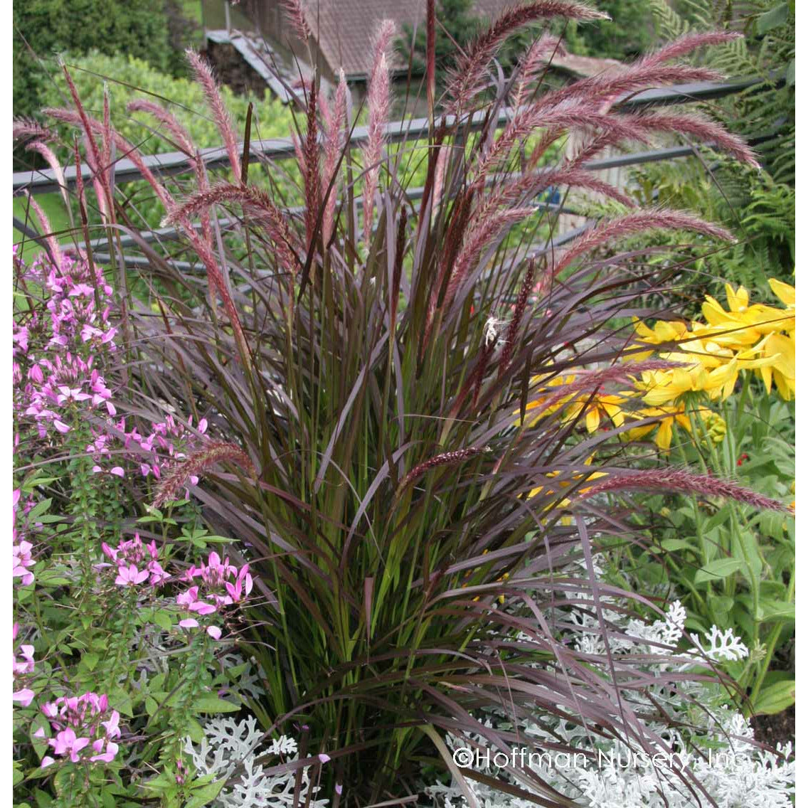 Pennisetum Rubrum Ornamental Grass