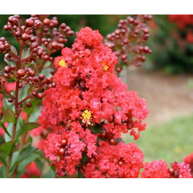 Red Magic Crepe Myrtle