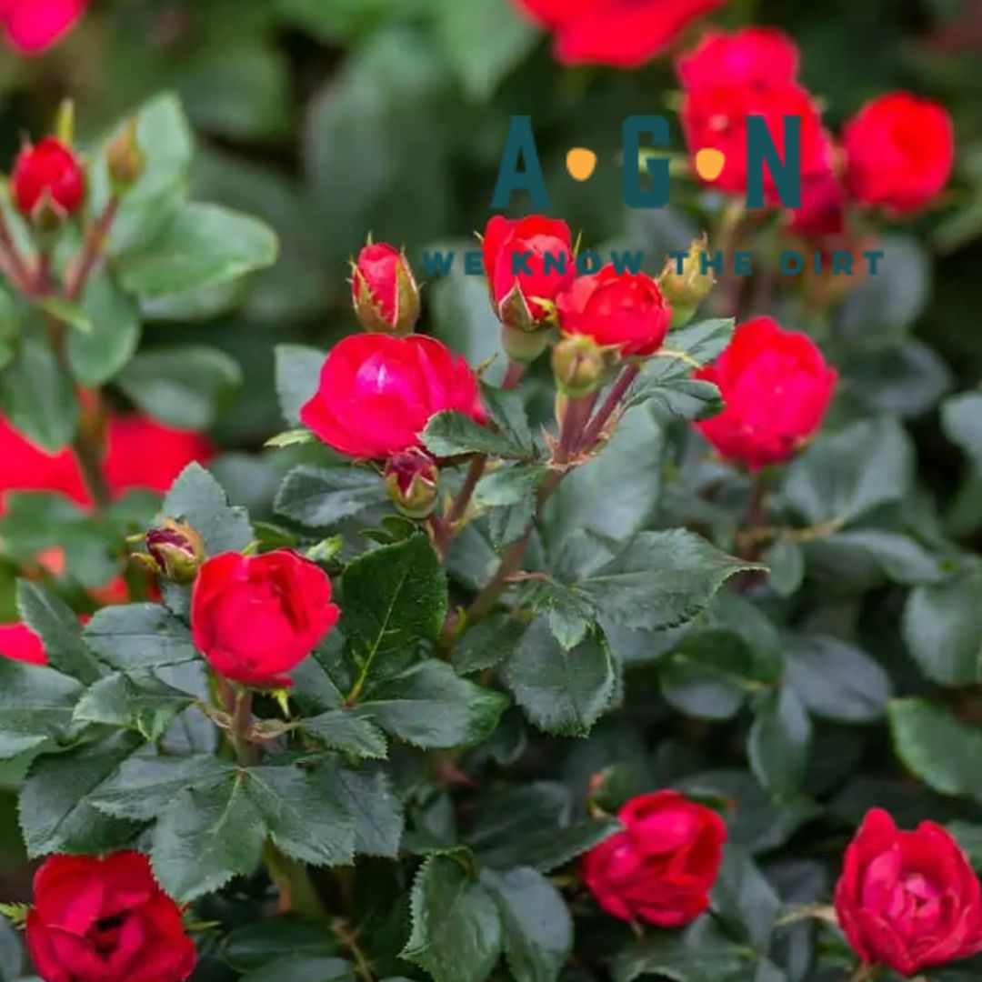 Petite Red Knockout Rose Bush