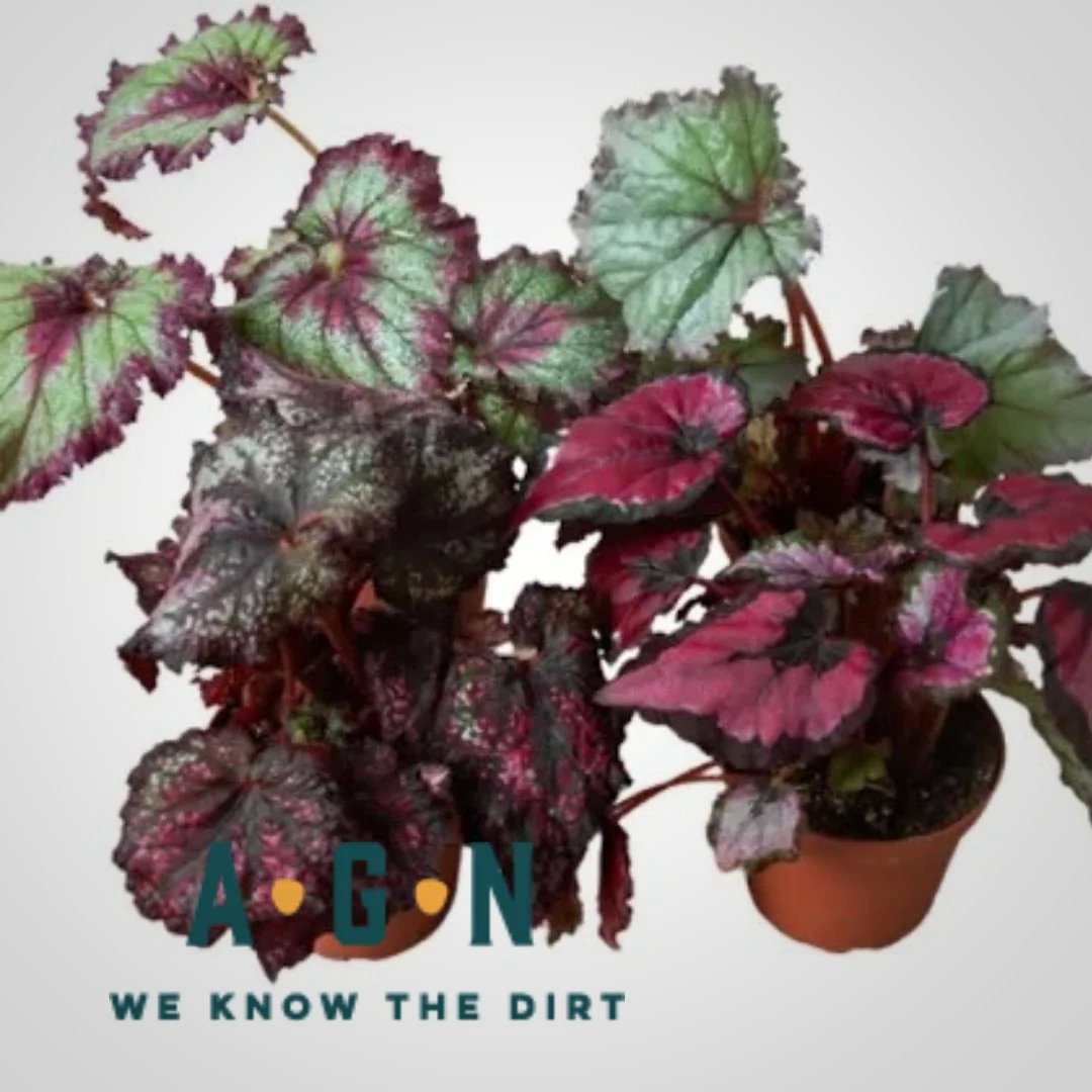 Begonia Assorted