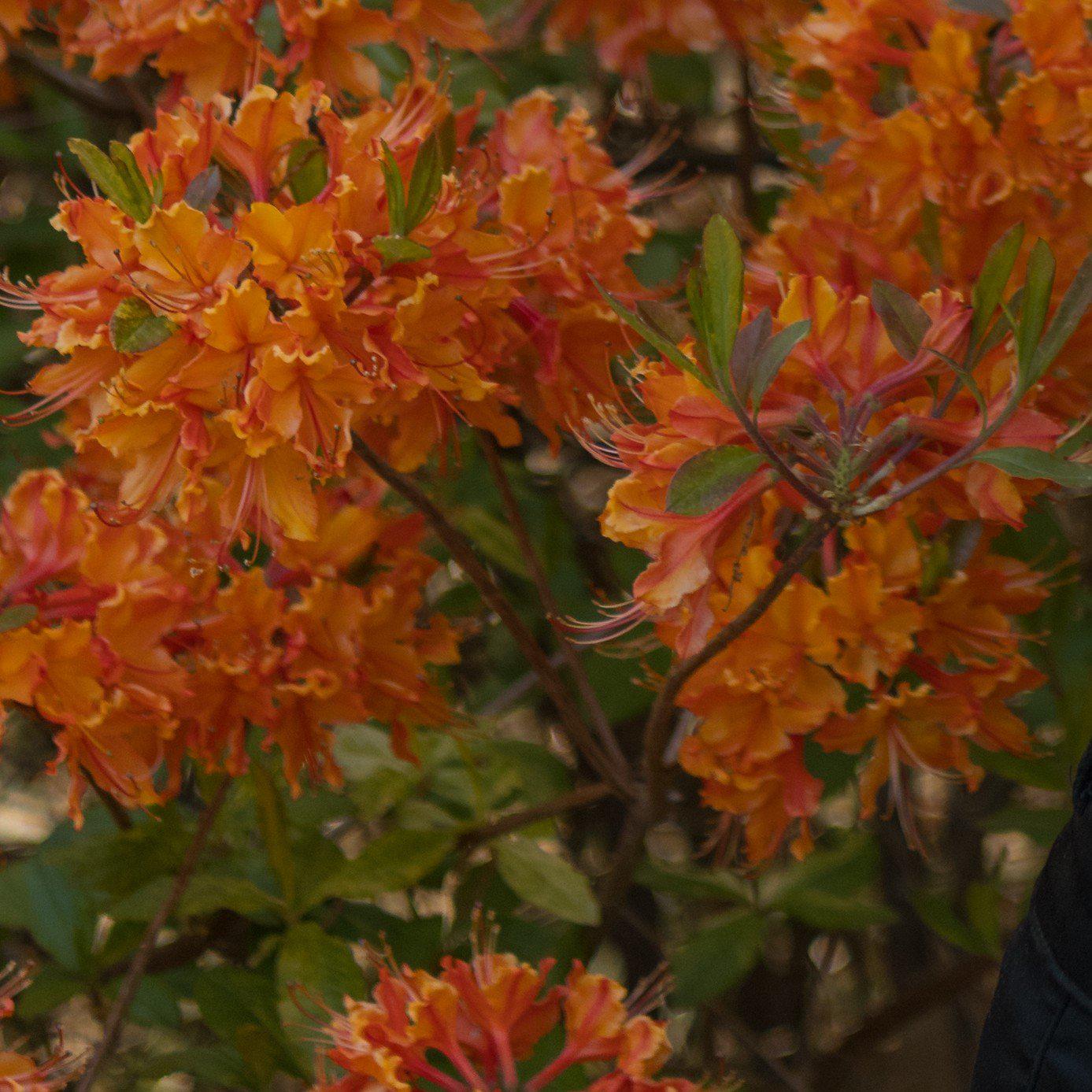 Don's Variegated Native Azalea