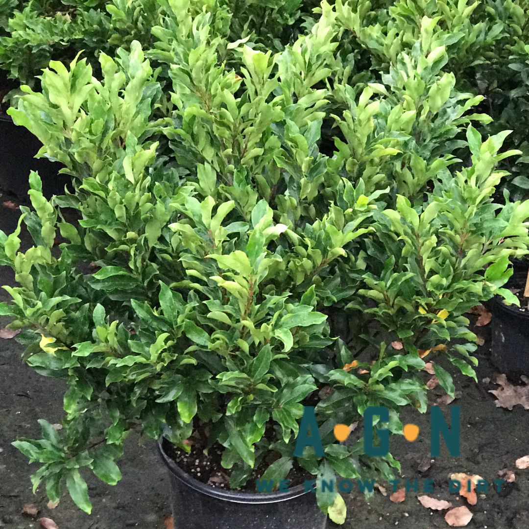 Ruffles Cherry Laurel