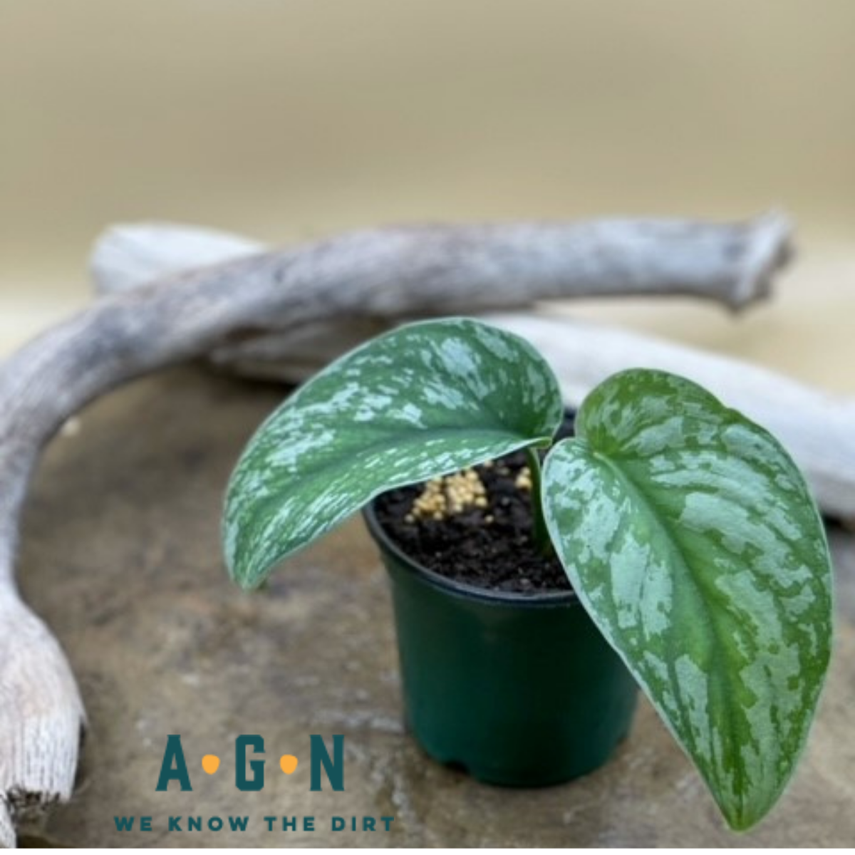 Exotica Scindapsus Philodendron