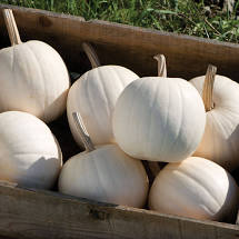 Pumpkins, Grown