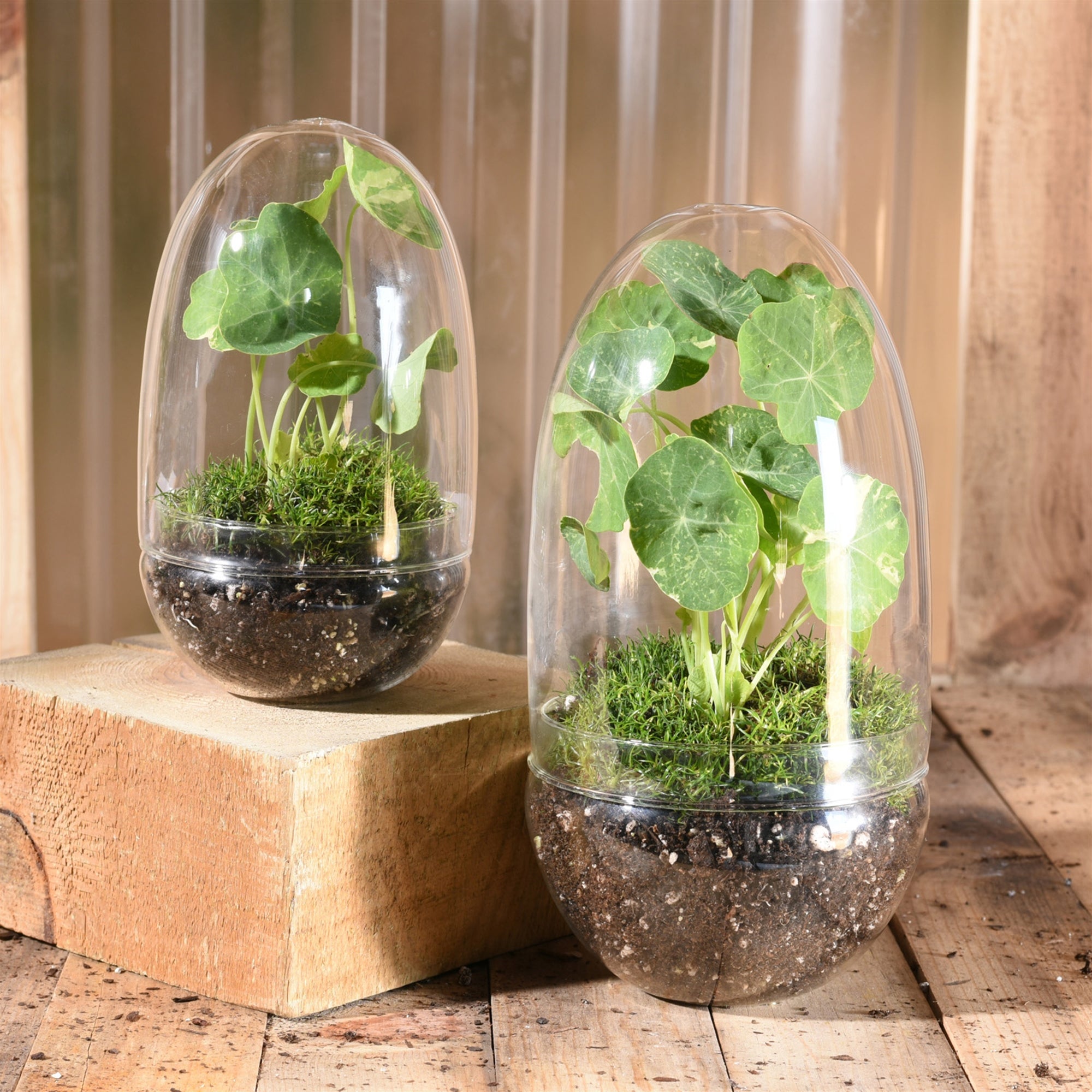 Oval Glass Sole Terrarium