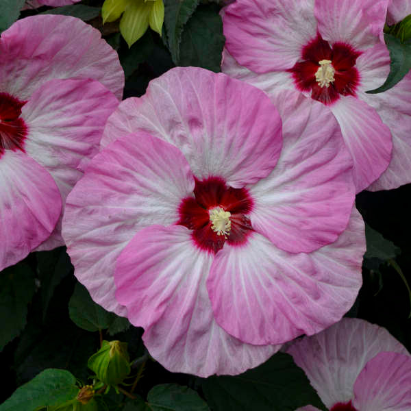 Spinderella Hardy Hibiscus (Rosemallow)