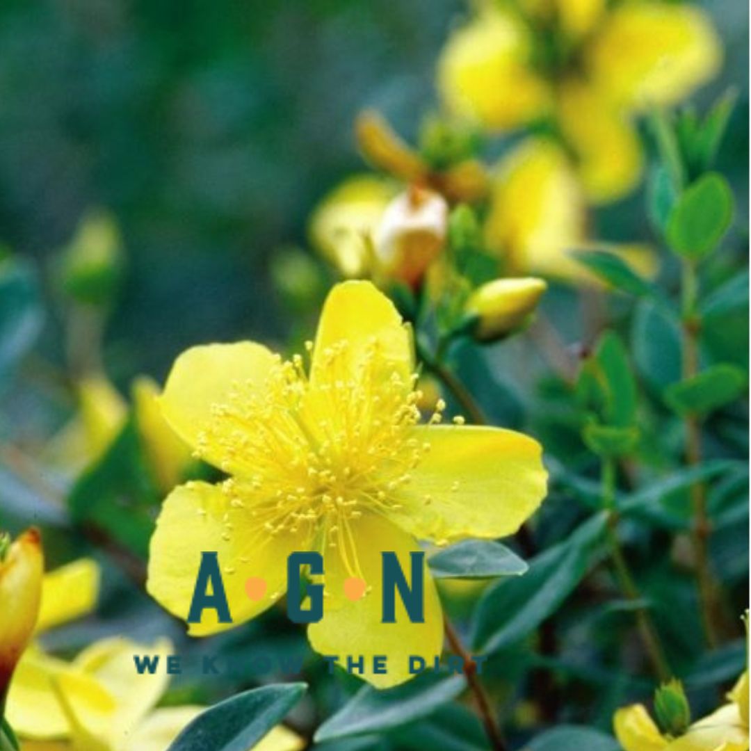 St John's Wort Calycinum (Ground Cover)