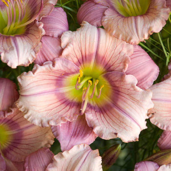 Assorted Daylilies