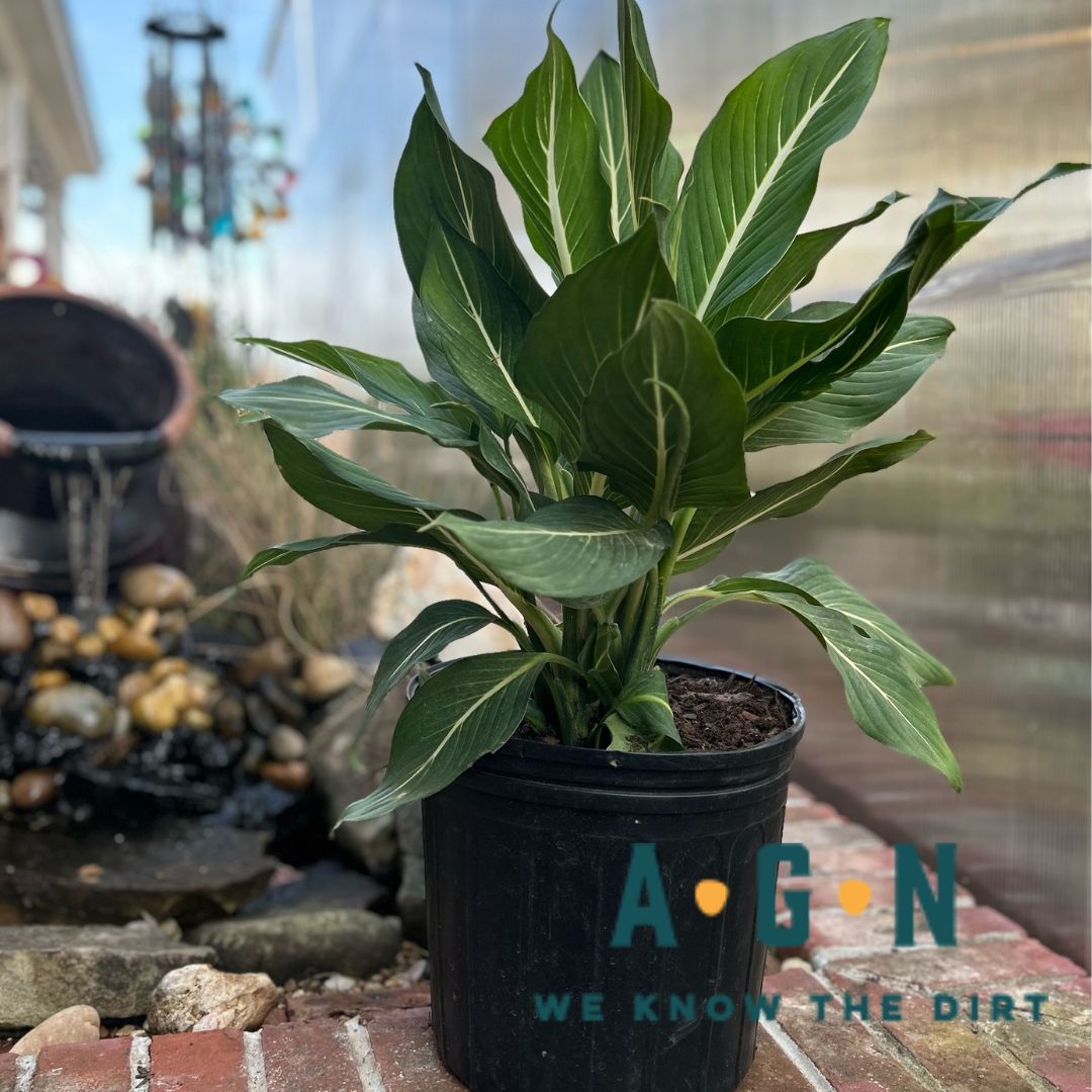 Sterling Dieffenbachia