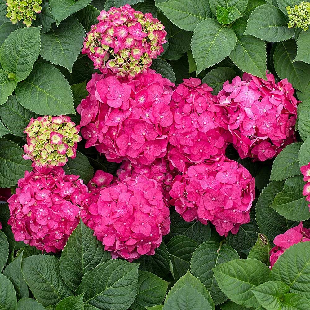 Endless Summer Summer Crush Hydrangea