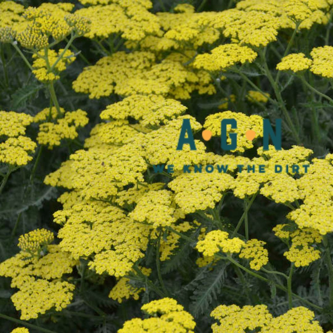 Summer Sassy Yarrow