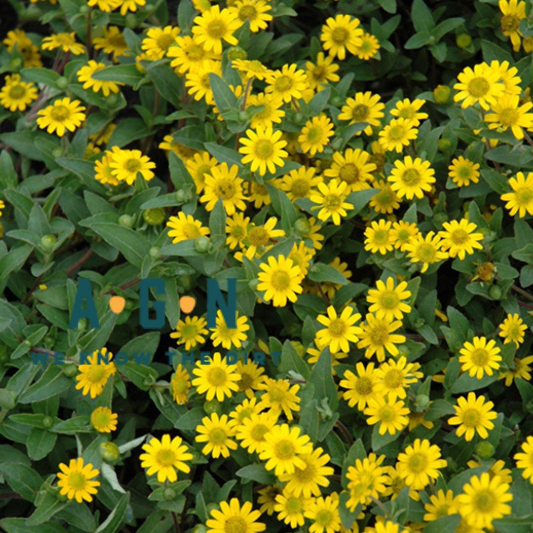 Santavalia Sunvy Creeping Zinnia